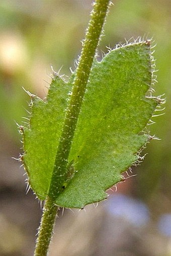 Draba muralis