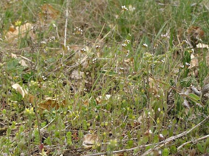 Draba muralis