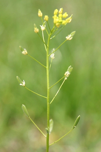 Draba nemorosa