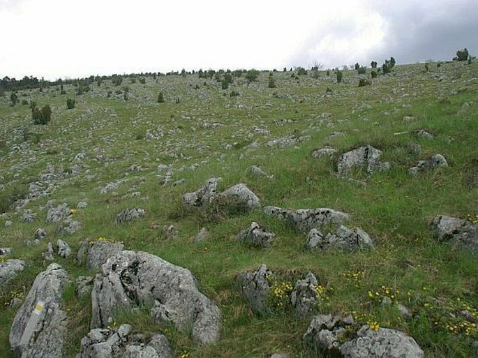 Draba nemorosa