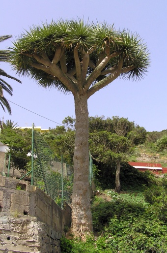 Dracaena draco