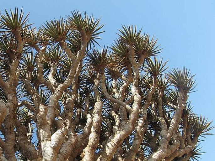 DRACAENA CINNABARI Balf. f. – dračinec