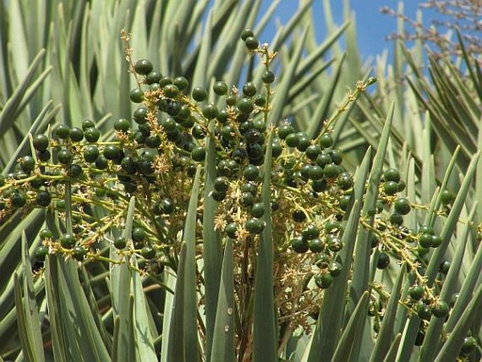 Dracaena cinnabari