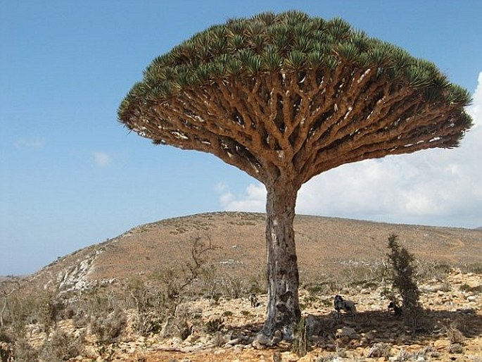 Dracaena cinnabari