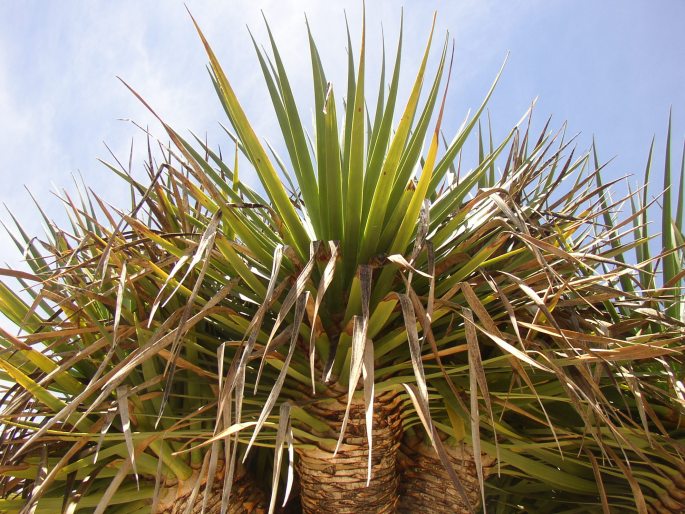 Dracaena draco