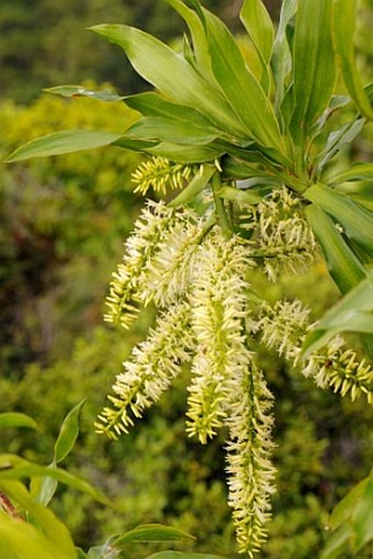 Dracaena reflexa