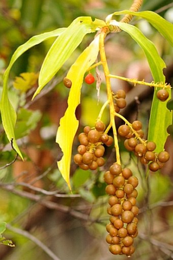 Dracaena reflexa