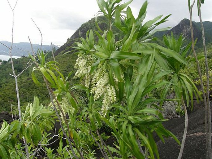 DRACAENA REFLEXA Lam. – dračinec