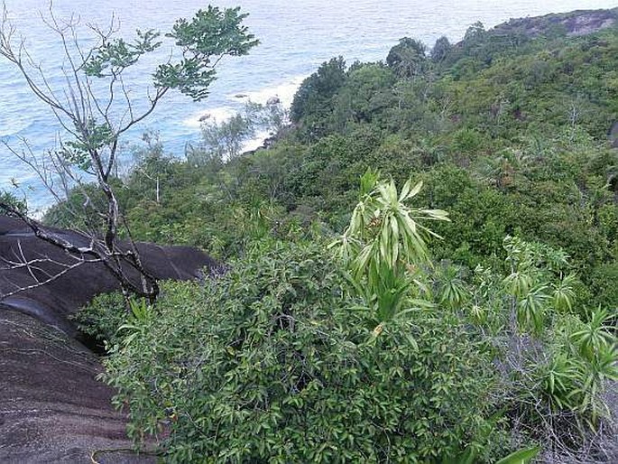 Dracaena reflexa