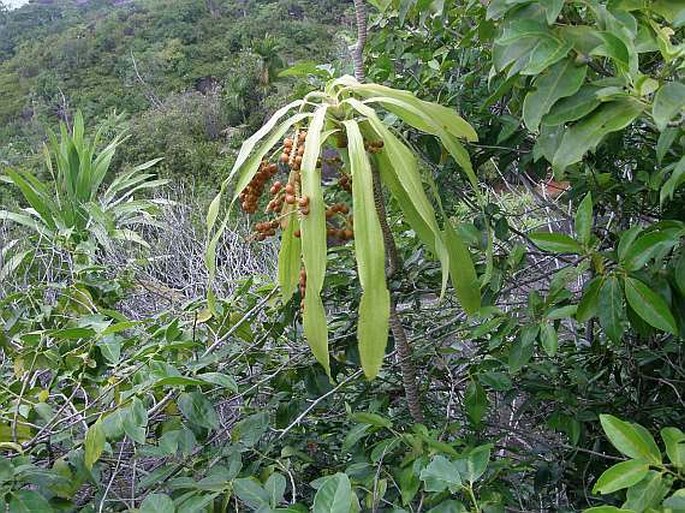 Dracaena reflexa