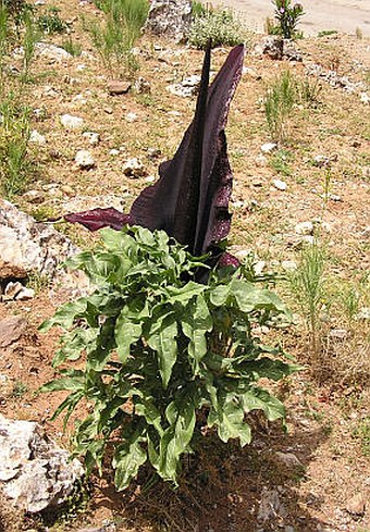 Dracunculus vulgaris