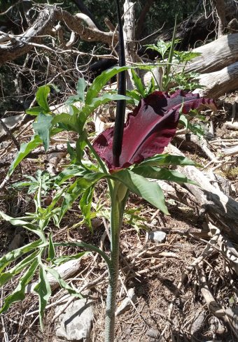 Dracunculus vulgaris