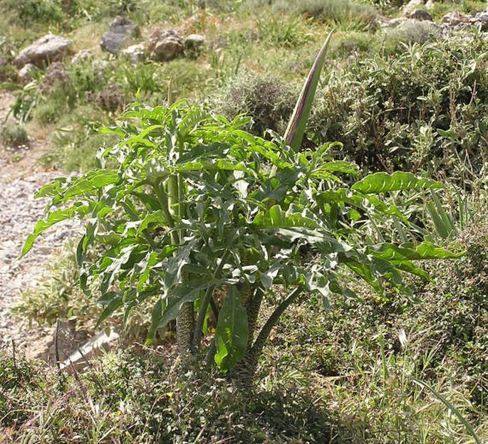 Dracunculus vulgaris