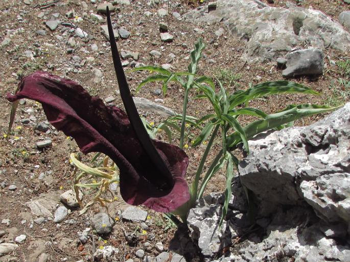 Dracunculus vulgaris