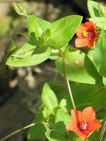 Anagallis arvensis