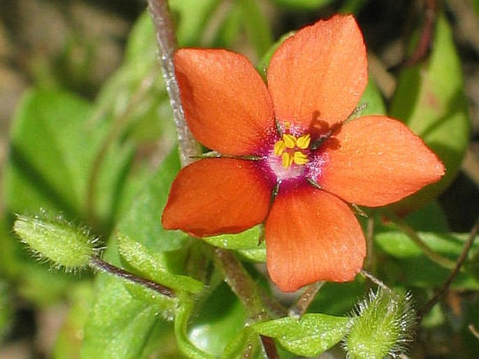 ANAGALLIS ARVENSIS L. – drchnička rolní / drchnička roľná