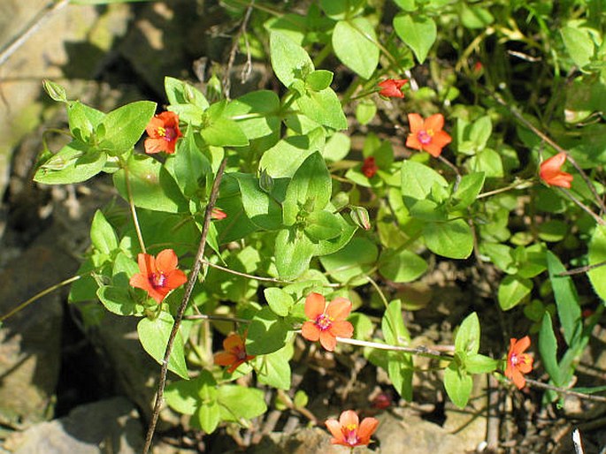 Anagallis arvensis