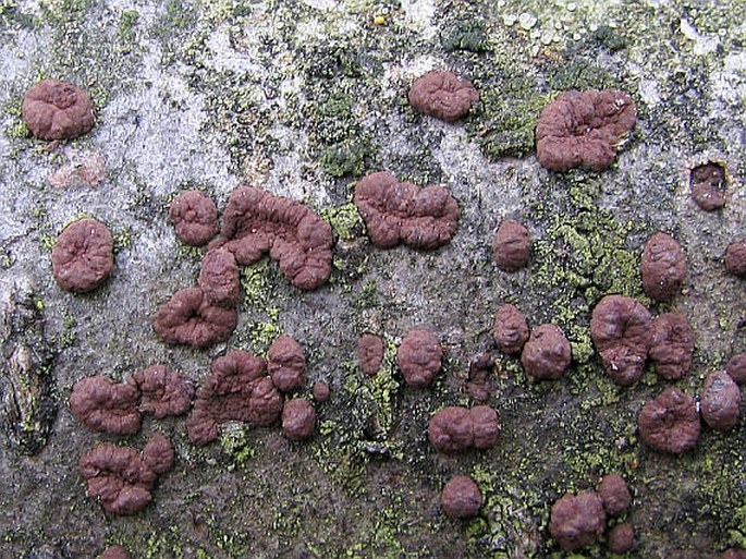 HYPOXYLON FUSCUM (Pers.) Fr. - dřevomor hnědý / drevovček hnedý