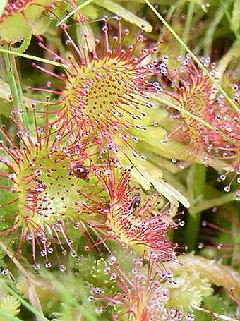 Drosera rotundifolia