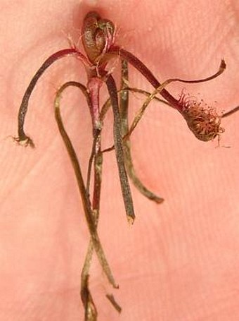 Drosera rotundifolia