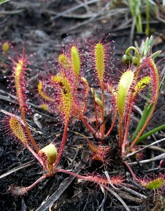 Drosera anglica