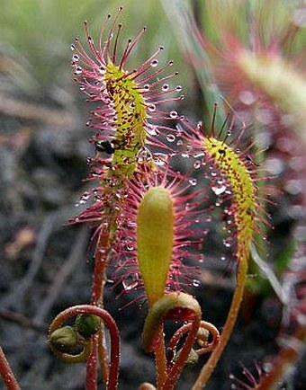 Drosera anglica