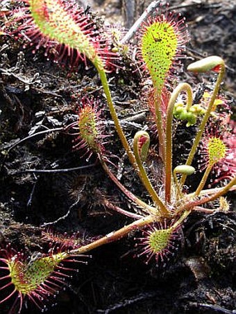 Drosera × obovata