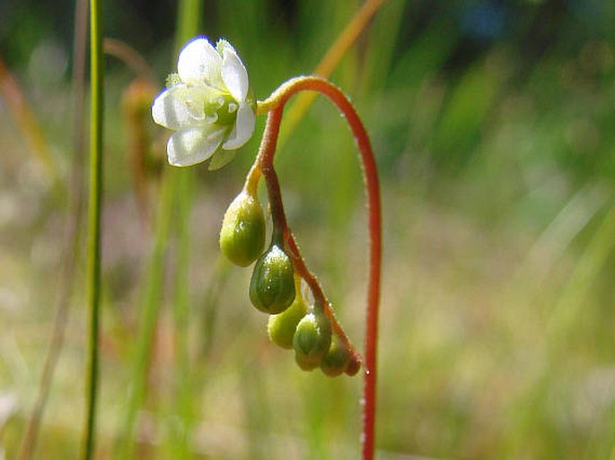 Drosera rotundifolia