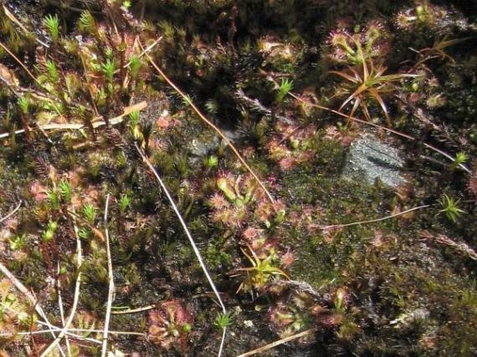 Drosera spatulata