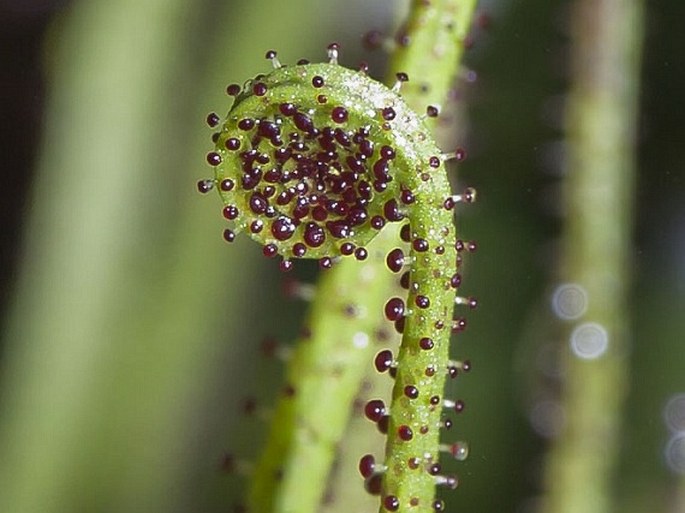 Drosophyllum lusitanicum