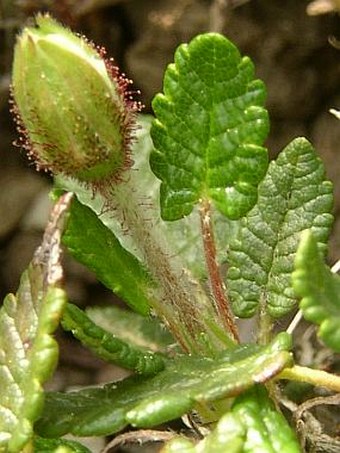 Dryas octopetala