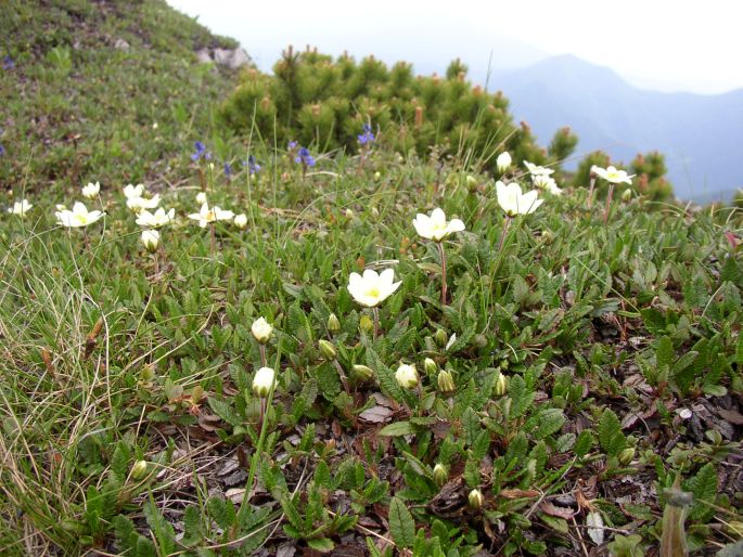 Dryas octopetala