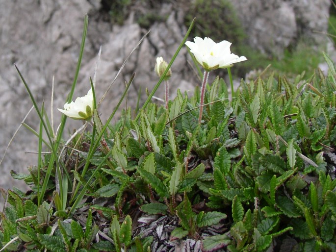 Dryas octopetala