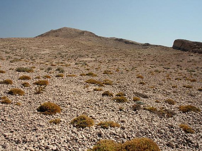 Drypis spinosa subsp. jacquiniana