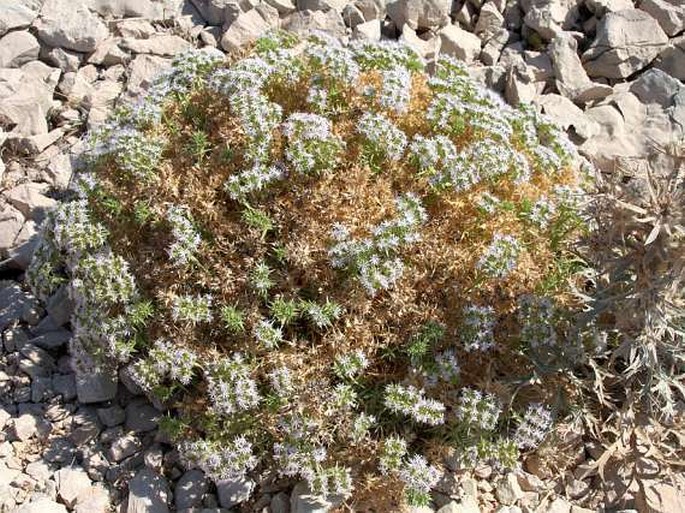 Drypis spinosa subsp. jacquiniana