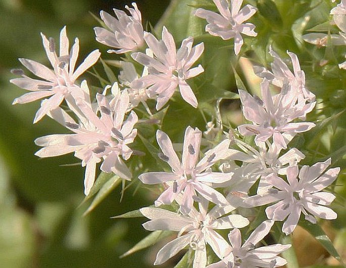 Drypis spinosa subsp. jacquiniana