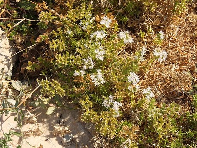 Drypis spinosa subsp. jacquiniana