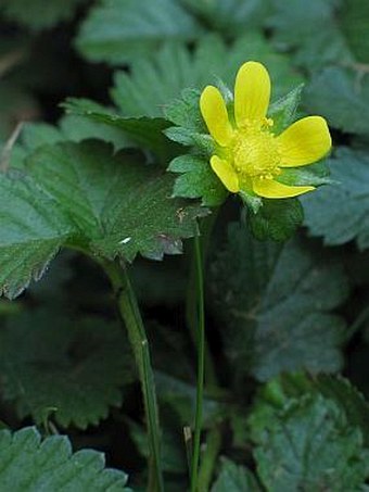 Potentilla indica