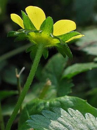 Duchesnea indica