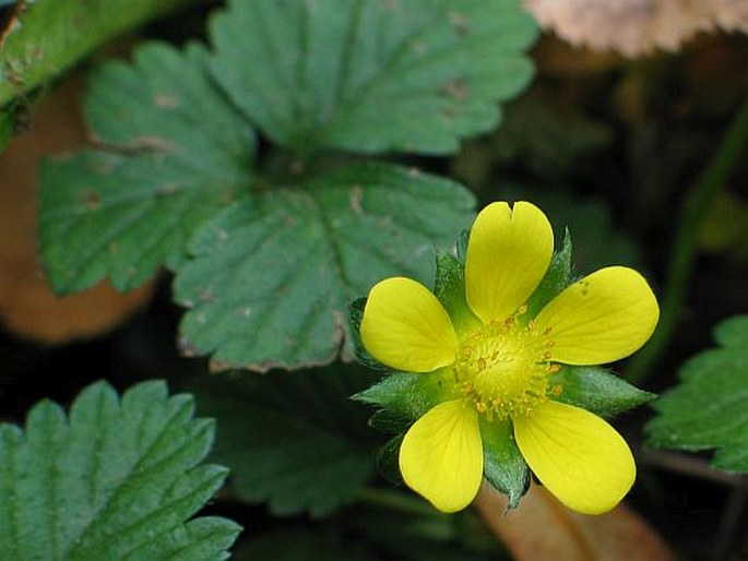 DUCHESNEA INDICA (Andrews) Focke – jahodka indická / pajahoda indická