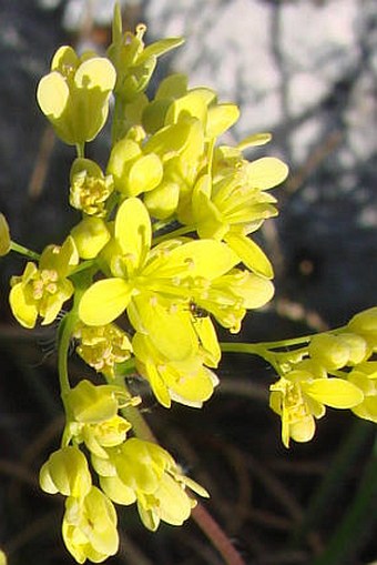 Biscutella laevigata