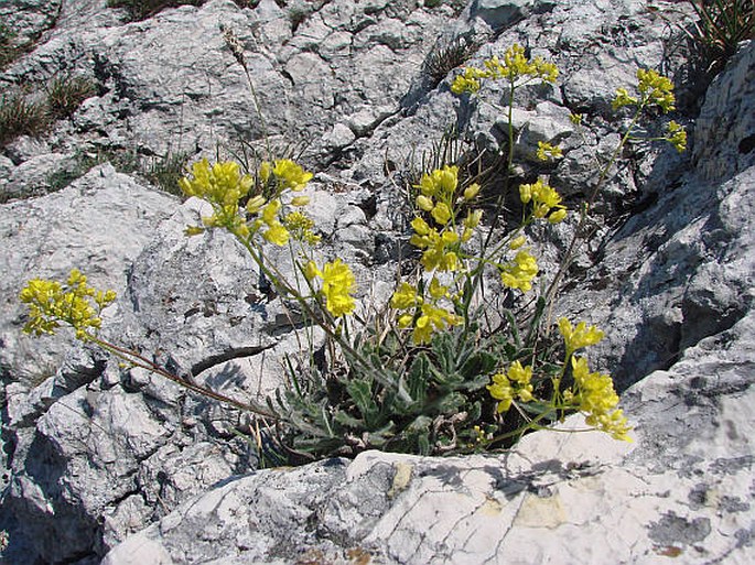 Biscutella laevigata