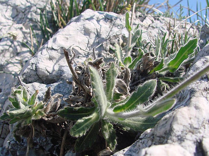 Biscutella laevigata