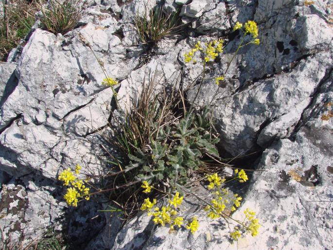 Biscutella laevigata