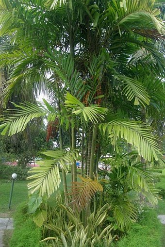 Dypsis lutescens