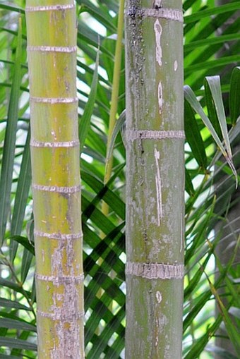 Dypsis lutescens