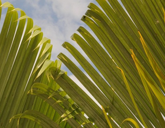 Dypsis lutescens