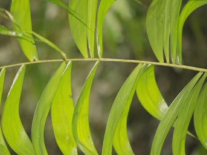 Dypsis madagascariensis