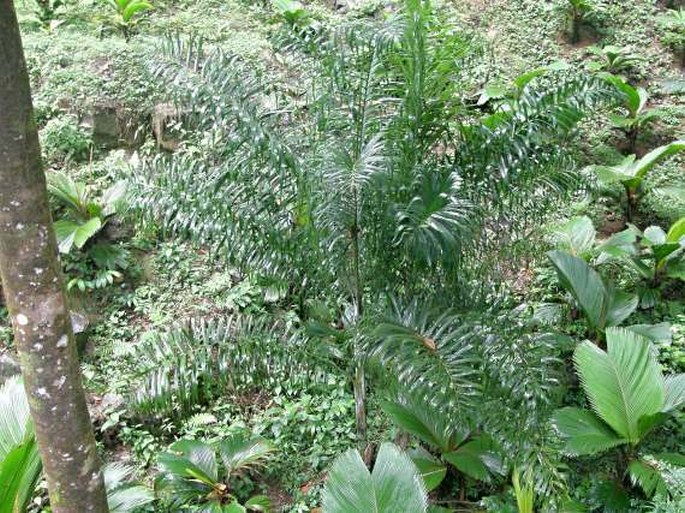 Dypsis madagascariensis