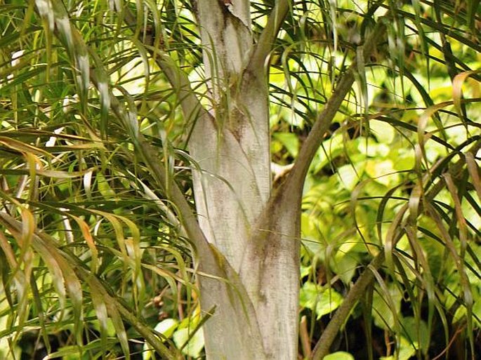 Dypsis madagascariensis